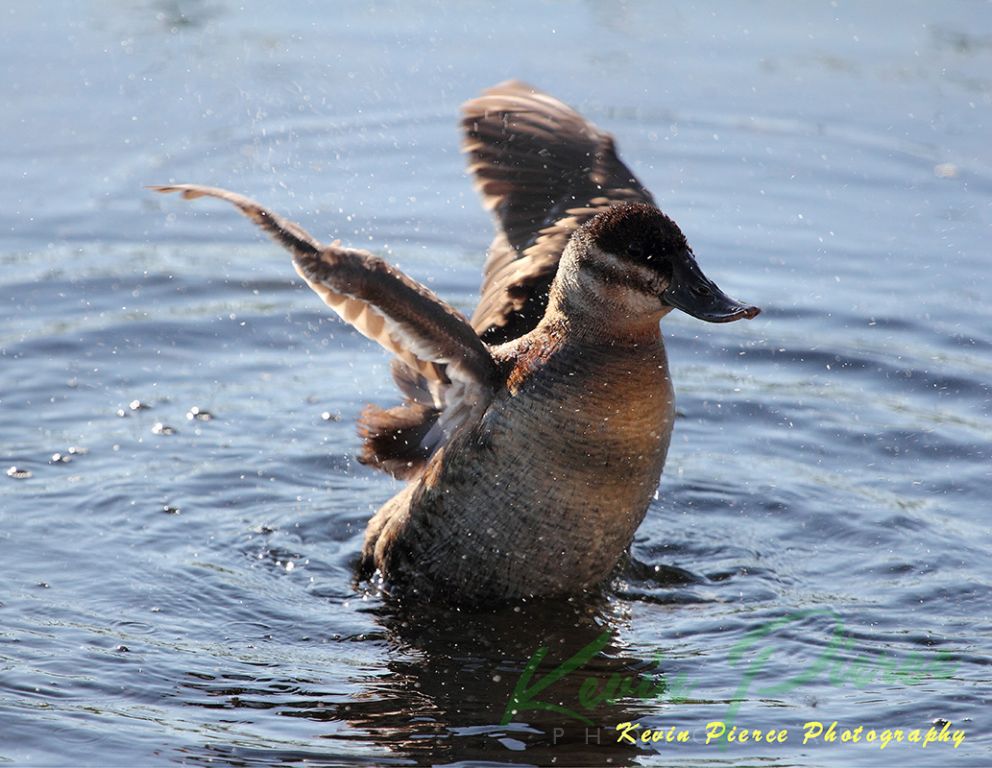 KPP---Bathing-Duck.jpg