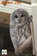 KPP---Barred-Owl.jpg